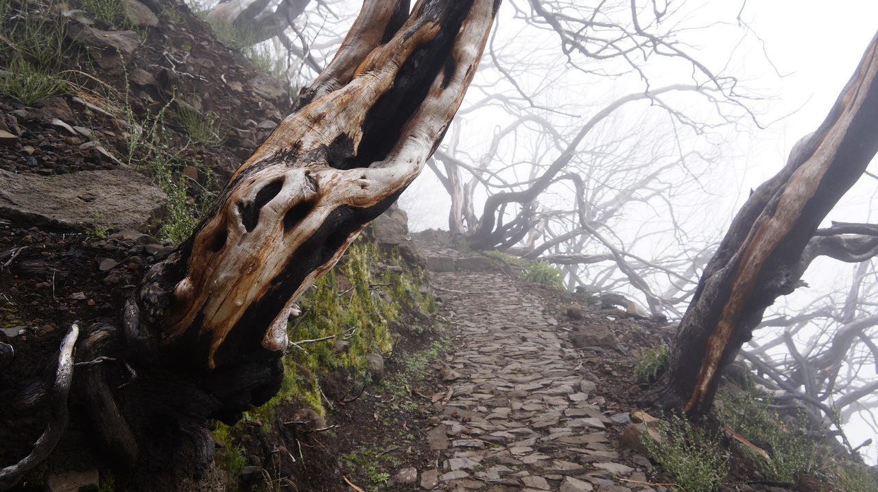 Pico Ariero, Pico Ruivo, Madeira