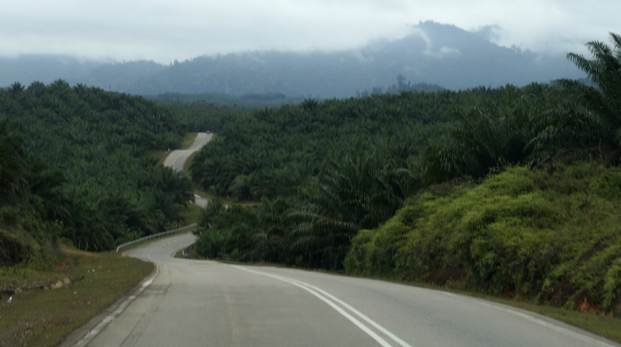 Esőerdő Malajzia