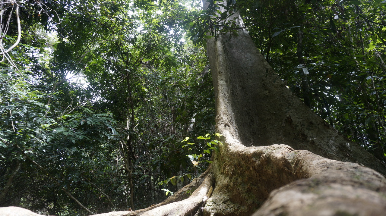 Taman Negara Malajzia