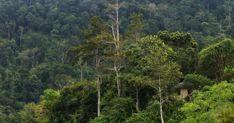 Taman Negara