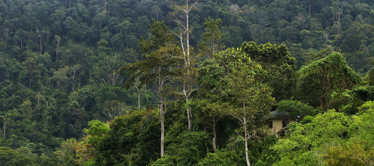 Taman Negara