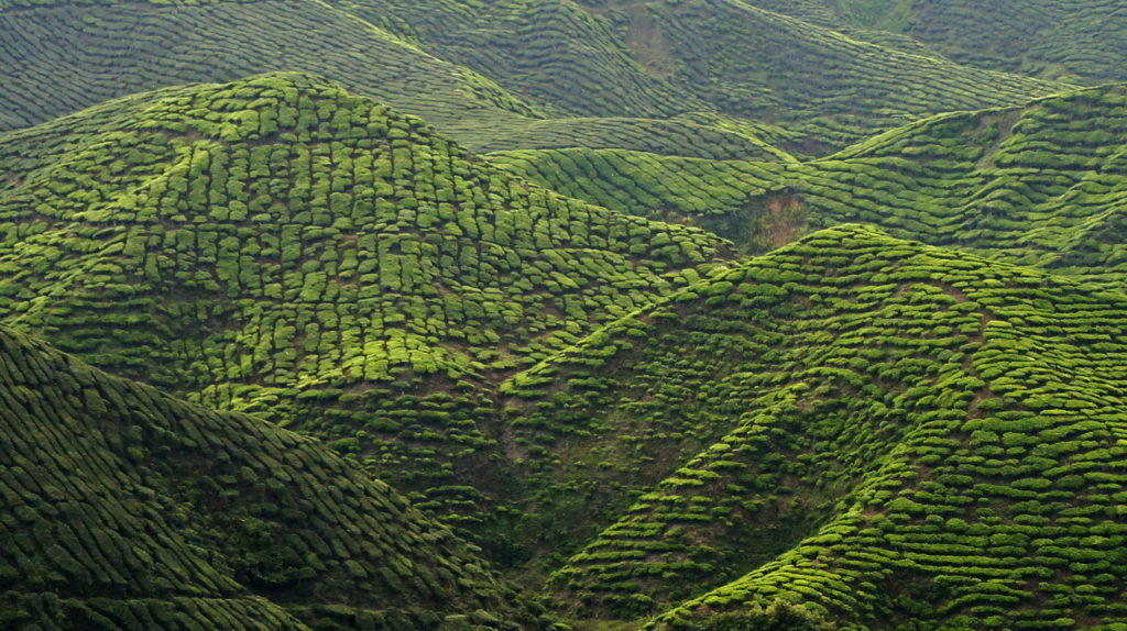 Cameron Highlands