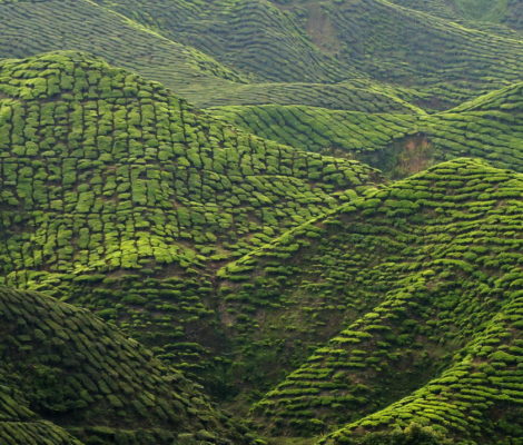 Cameron Highlands