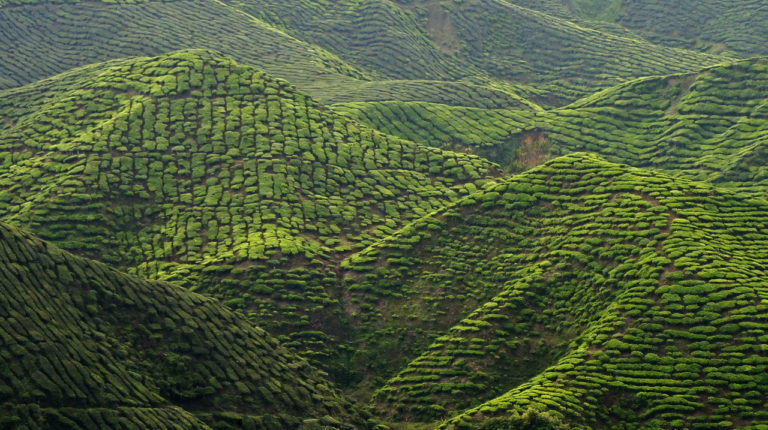Cameron Highlands