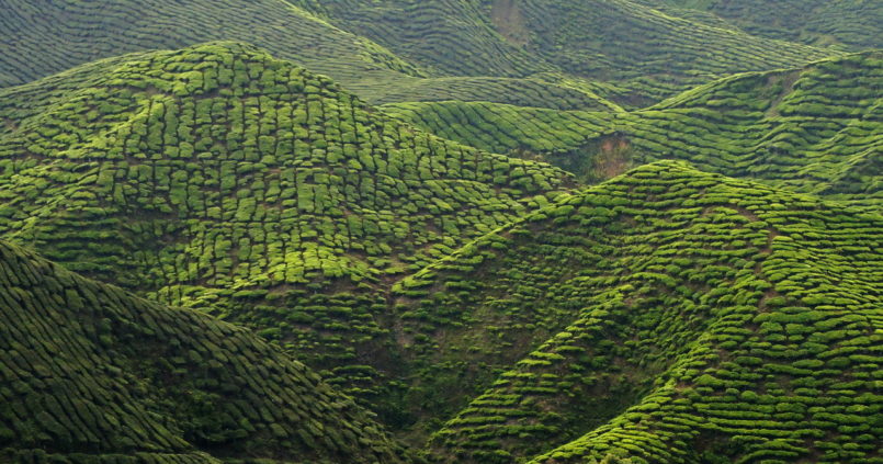 Cameron Highlands