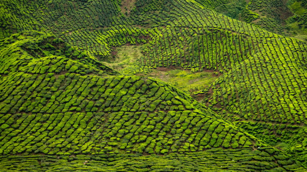Cameron Highlands tea