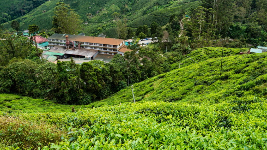 Cameron Highlands teagyár