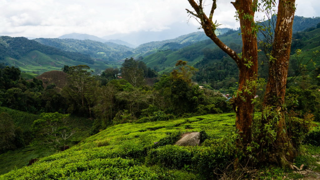 Cameron Highlands