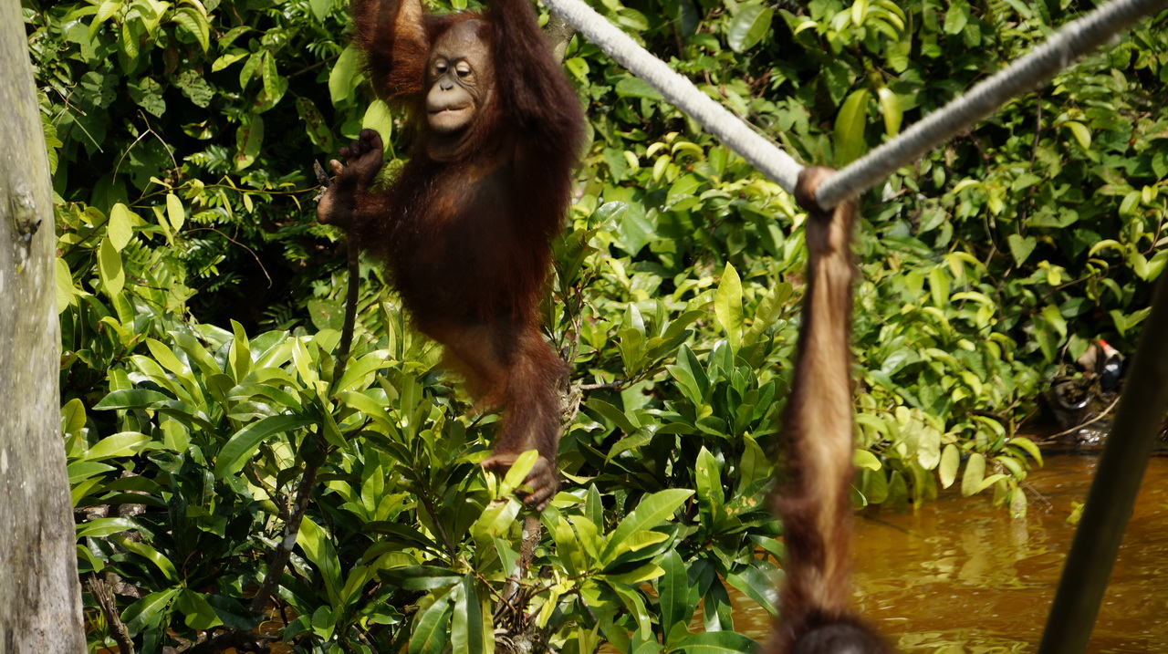 Orángután sziget Malajzia