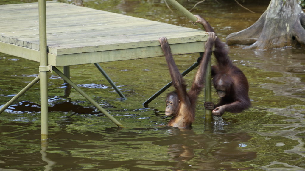Orángután sziget Malajzia