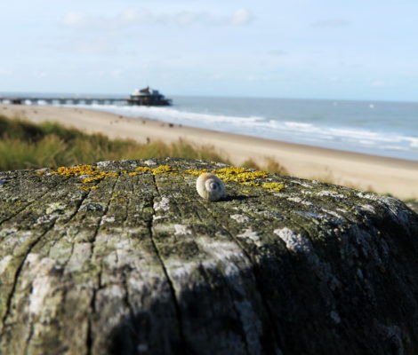 Blankenberge, Belgium Pier