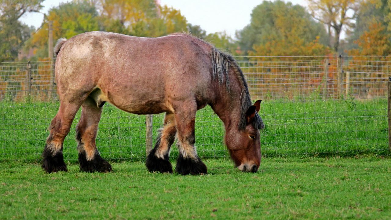 Belga brabant ló