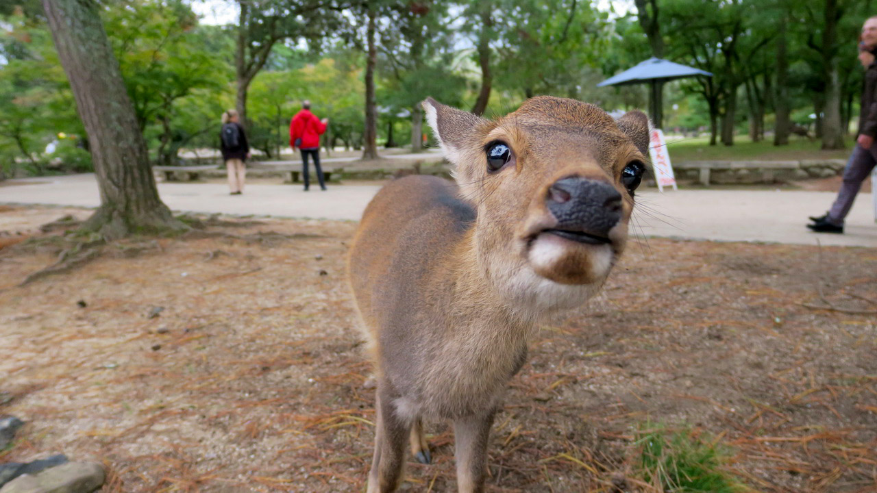 Nara