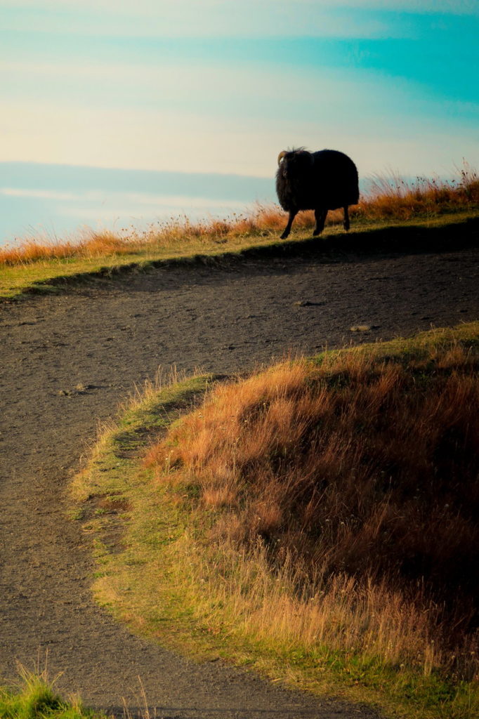 Izland fekete bárány