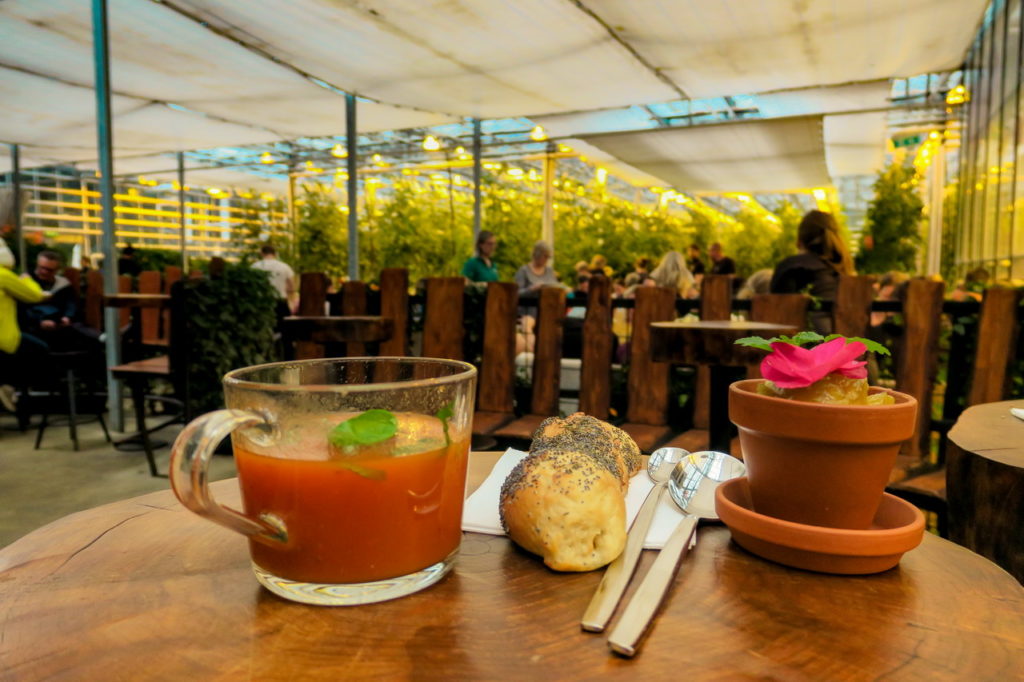 Friđheimar paradicsom Izland