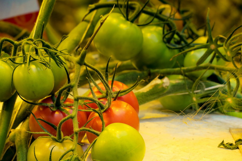 Friđheimar paradicsom Izland