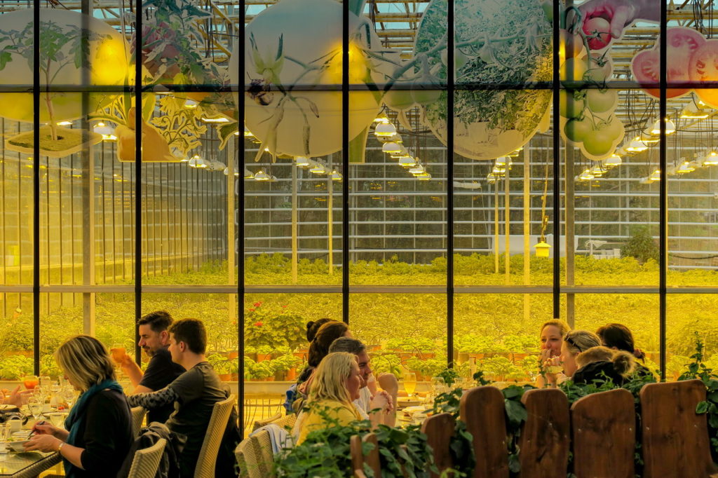 Friđheimar paradicsom Izland