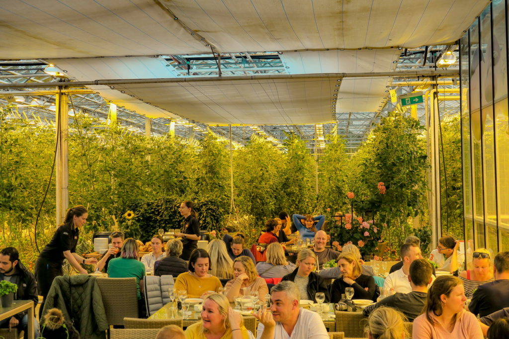 Friđheimar paradicsom Izland