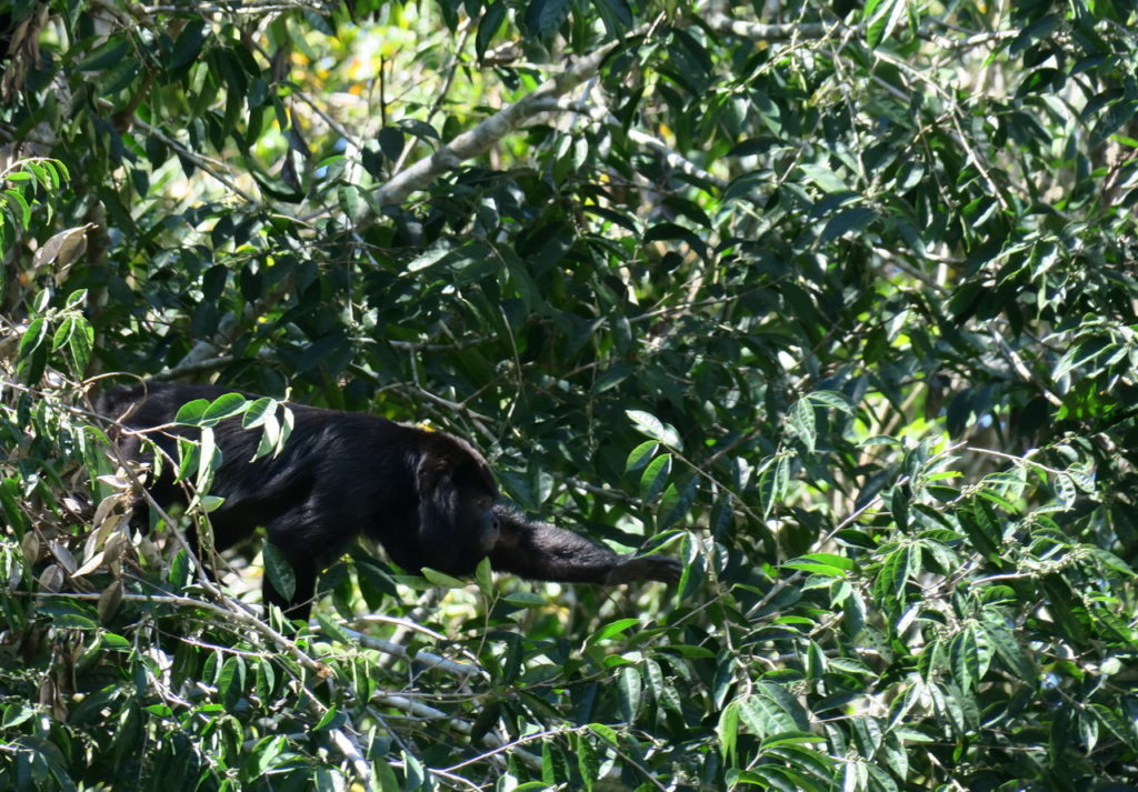 Calakmul Mexikó yucatan