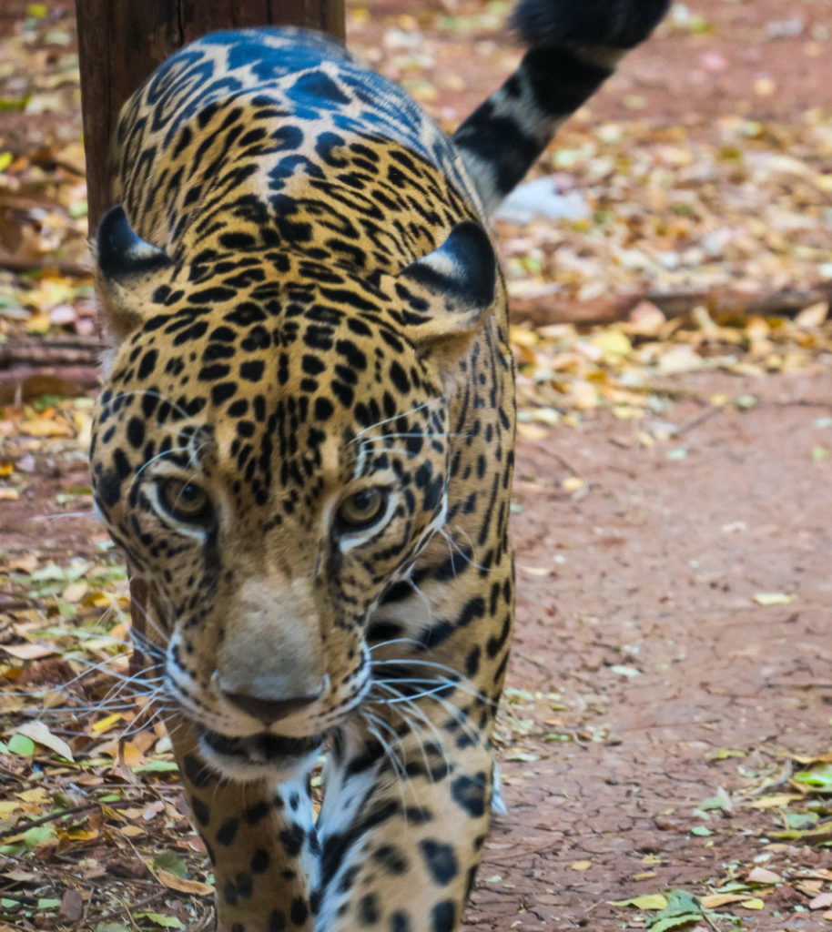 jaguar