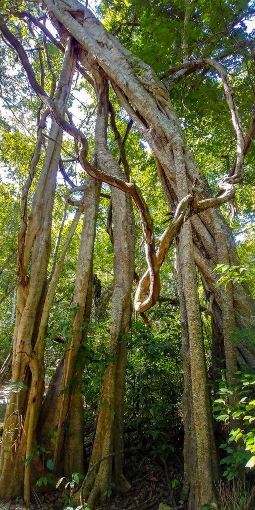 Calakmul Mexikó yucatan