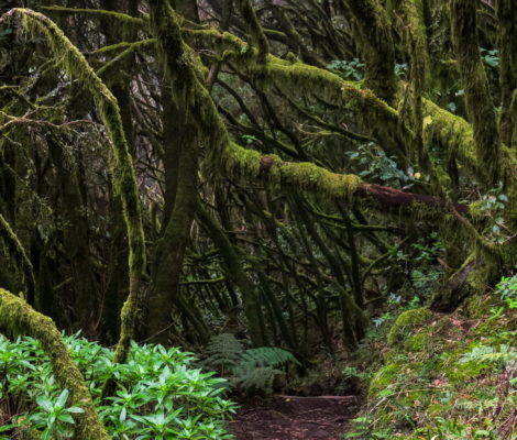 La Gomera Garajonay látnivalók