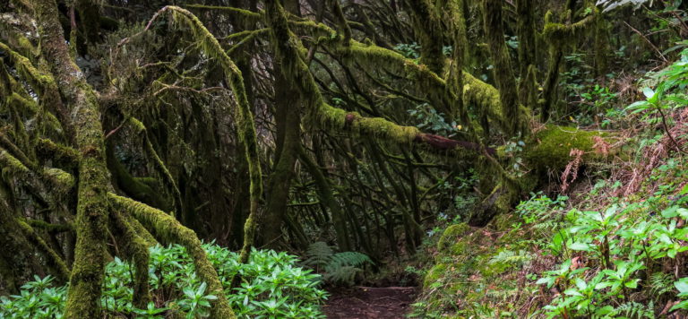 La Gomera Garajonay látnivalók