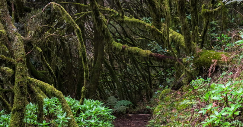 La Gomera Garajonay látnivalók