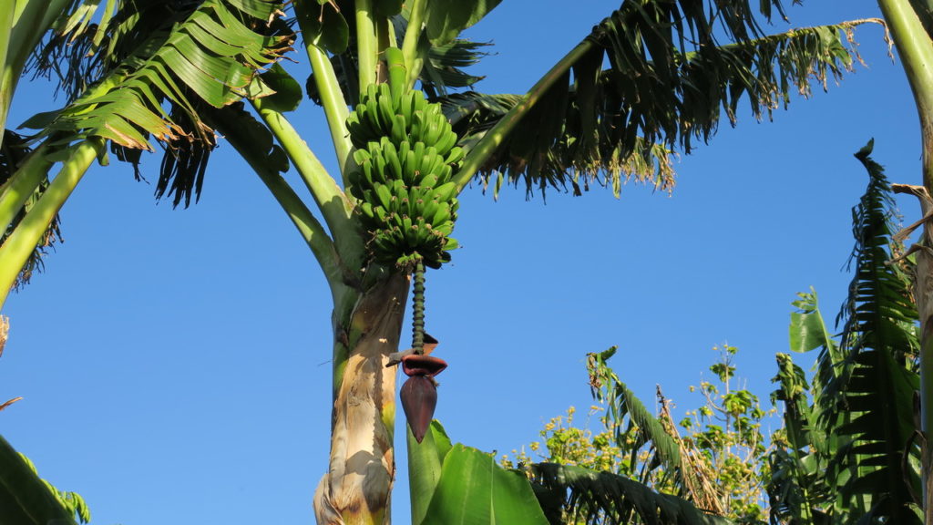 Palmentum pálma Santa Cruz de Tenerife