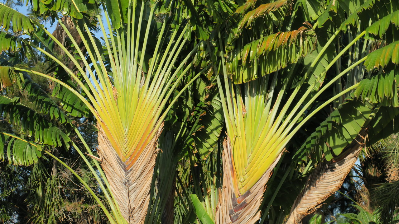 Palmentum pálma Santa Cruz de Tenerife
