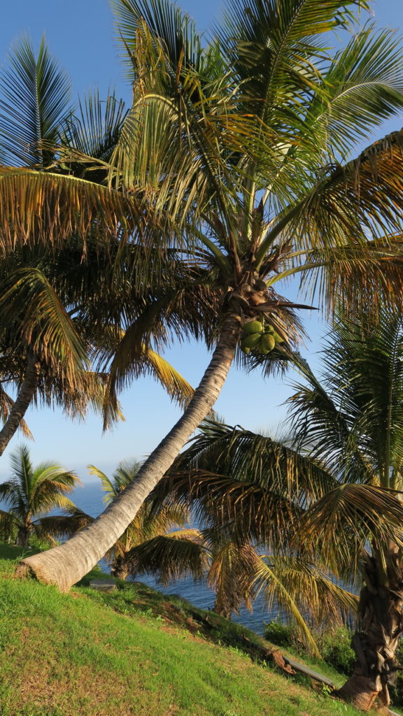 Palmentum pálma Santa Cruz de Tenerife