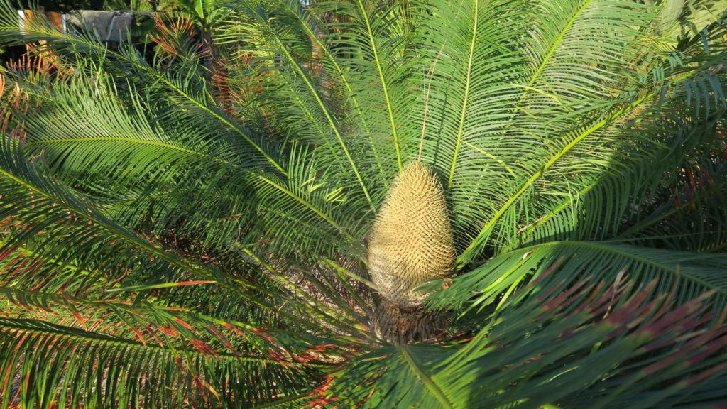 Palmentum pálma Santa Cruz de Tenerife