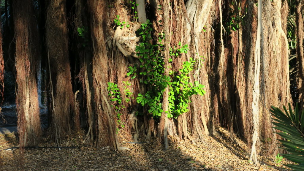 Palmentum pálma Santa Cruz de Tenerife