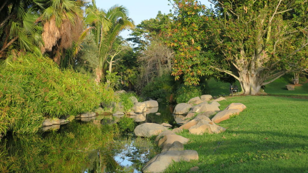 Palmentum pálma Santa Cruz de Tenerife