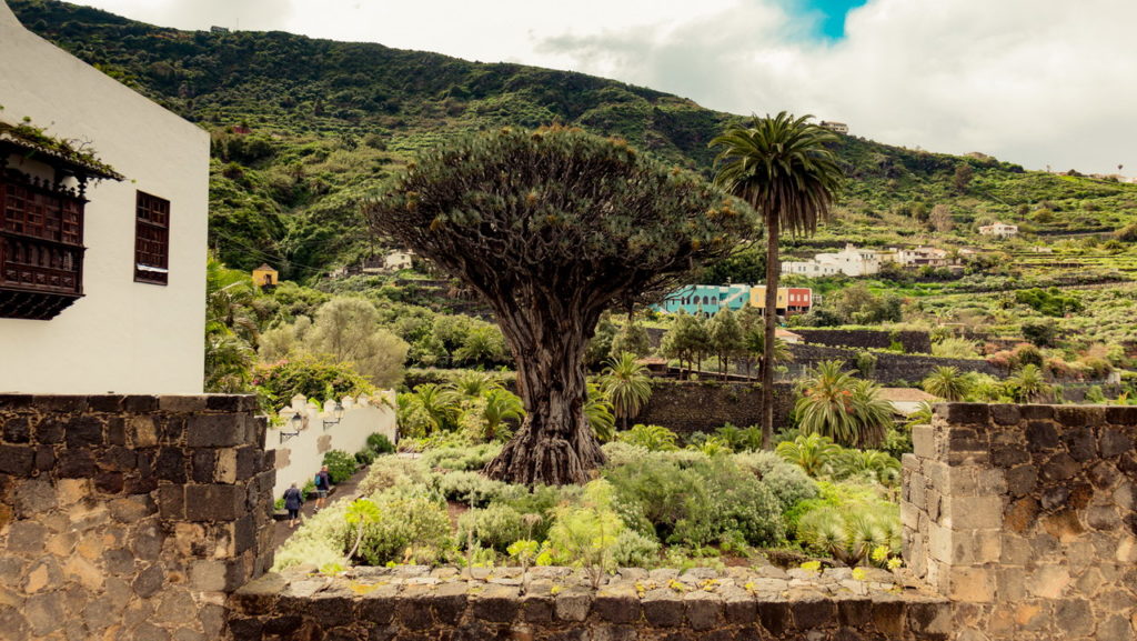Dragon tree - Icod de Los Vinos