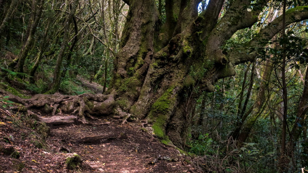 La Gomera Garajonay