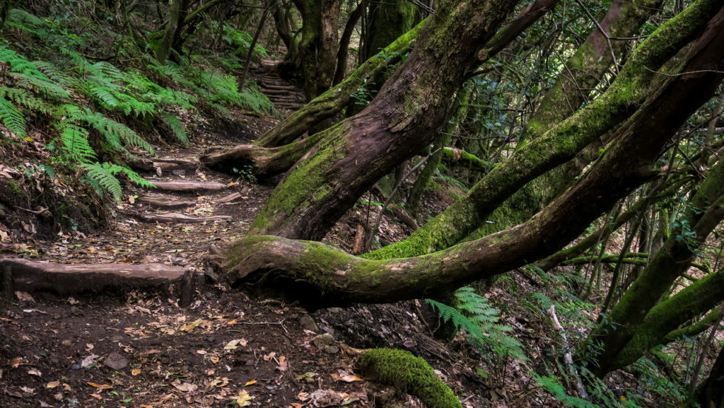 La Gomera Garajonay