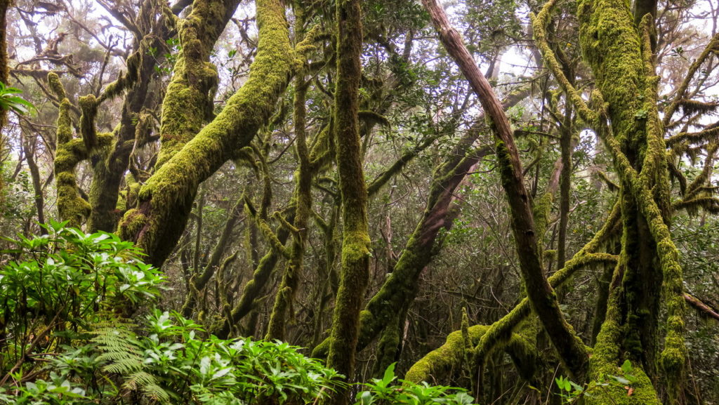 La Gomera Garajonay