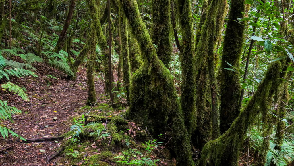 La Gomera Garajonay