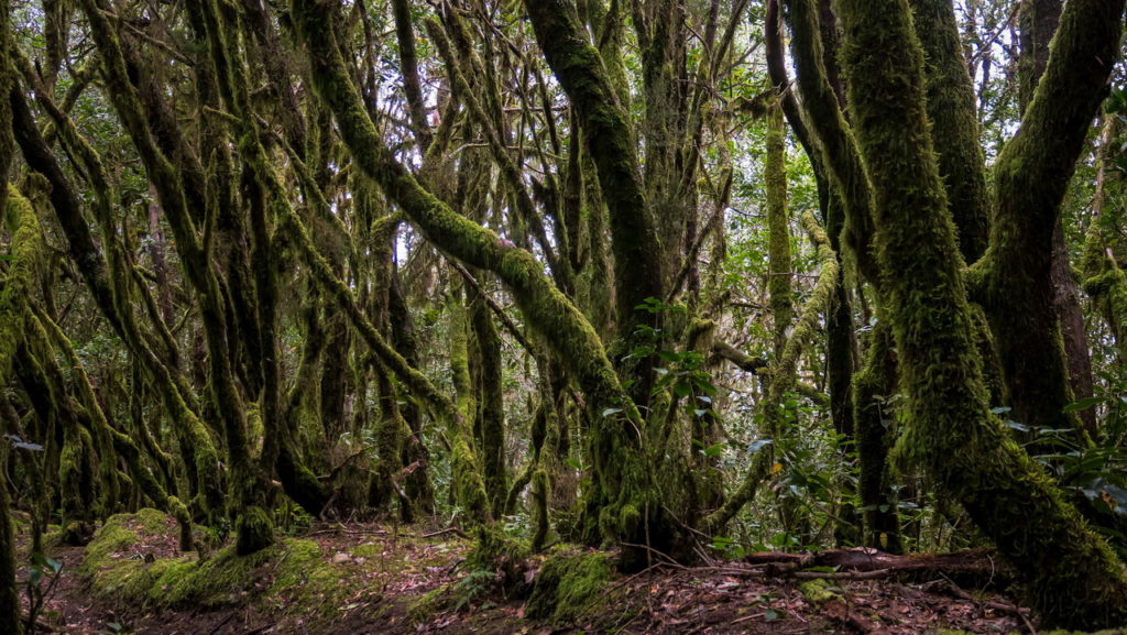 La Gomera Garajonay