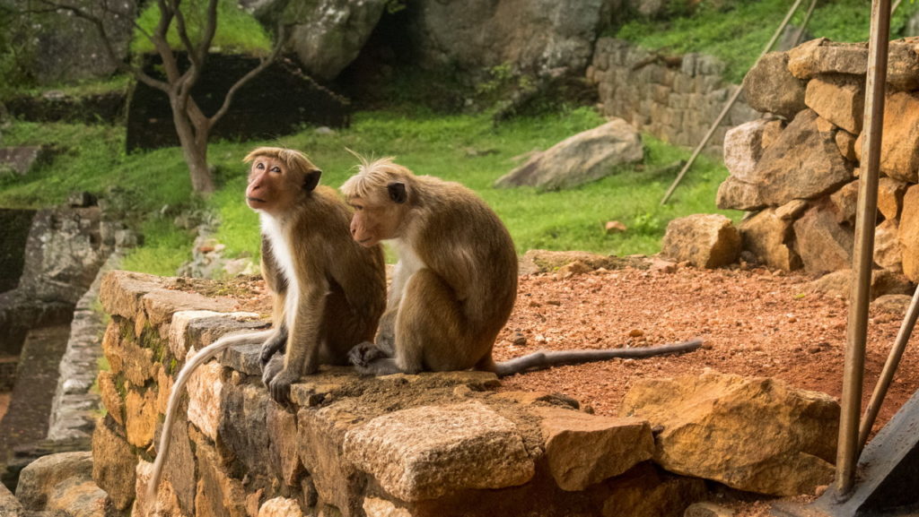Sigiriya Sri Lanka