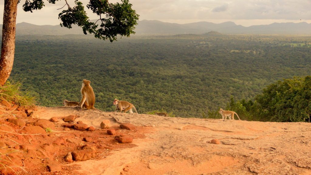 Pidurangala Sri Lanka