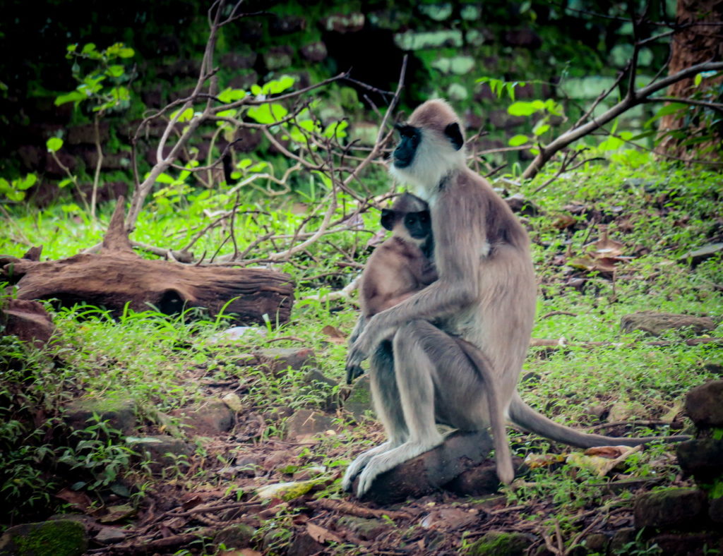 Polonnaruwa
