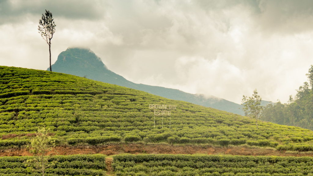 Tea Sri Lanka
