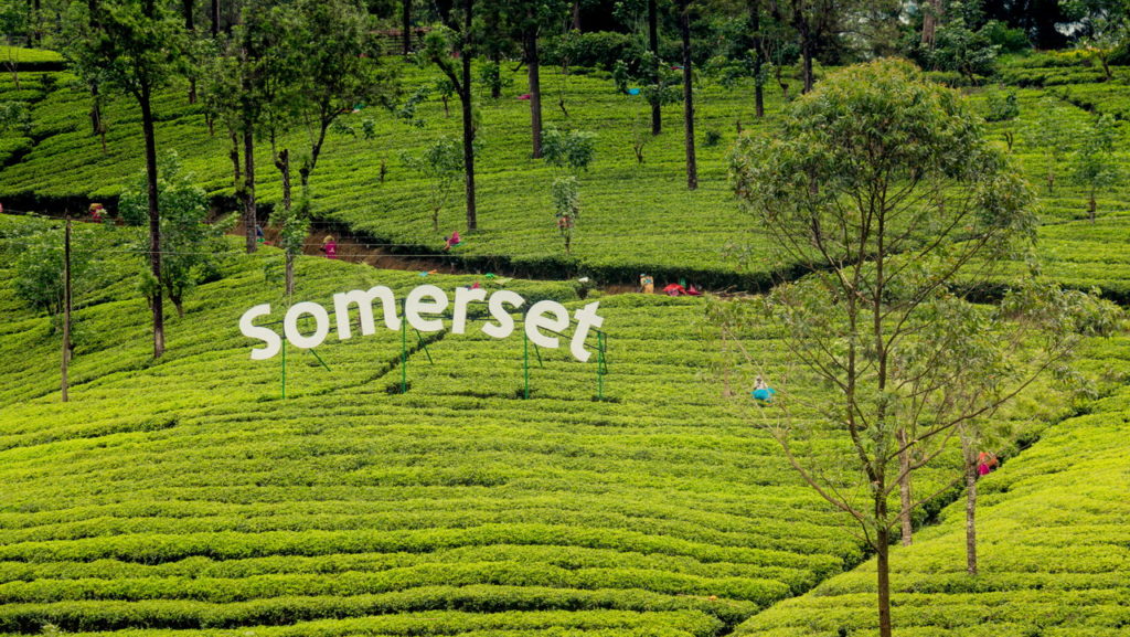 Tea Sri Lanka