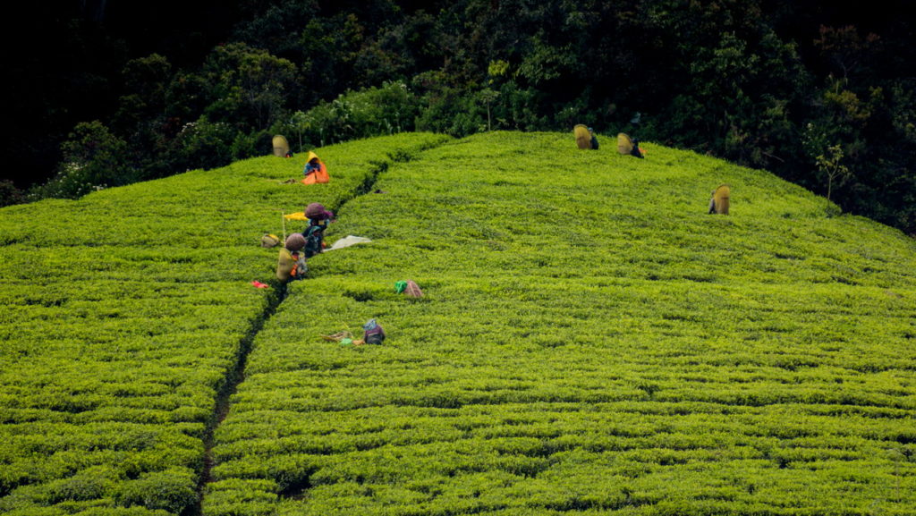 Tea Sri Lanka