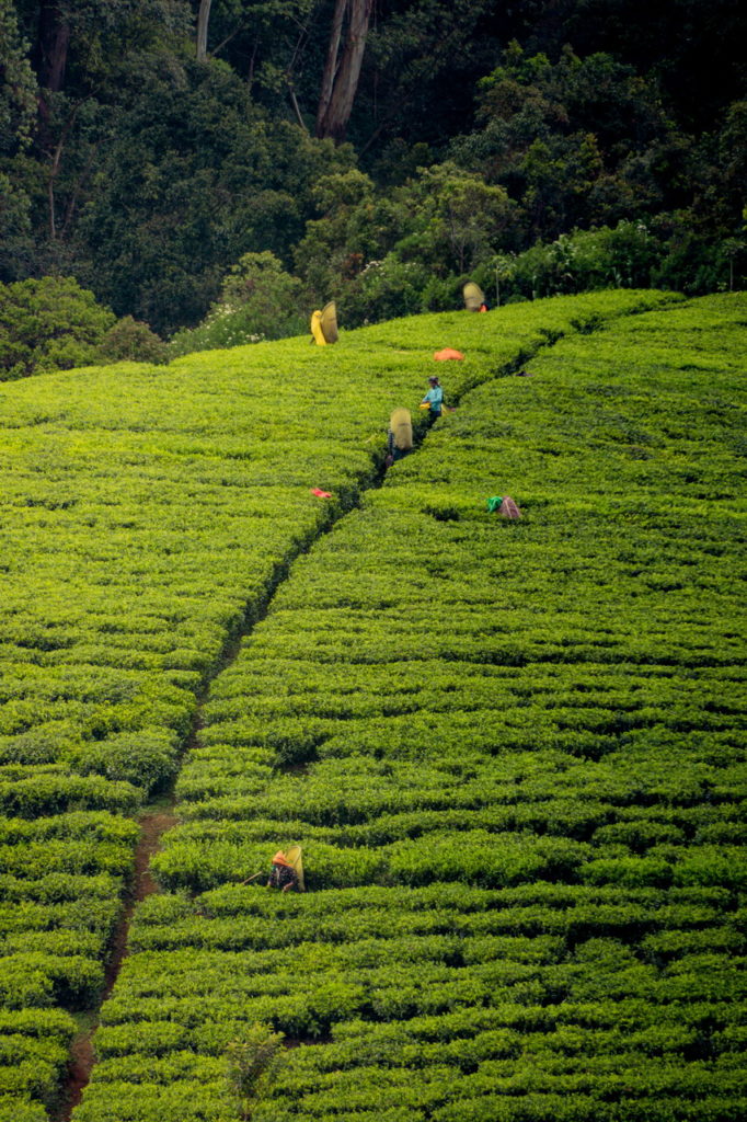 Tea Sri Lanka