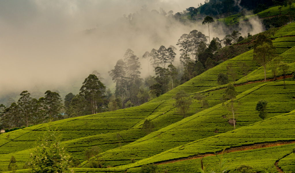 Tea Sri Lanka
