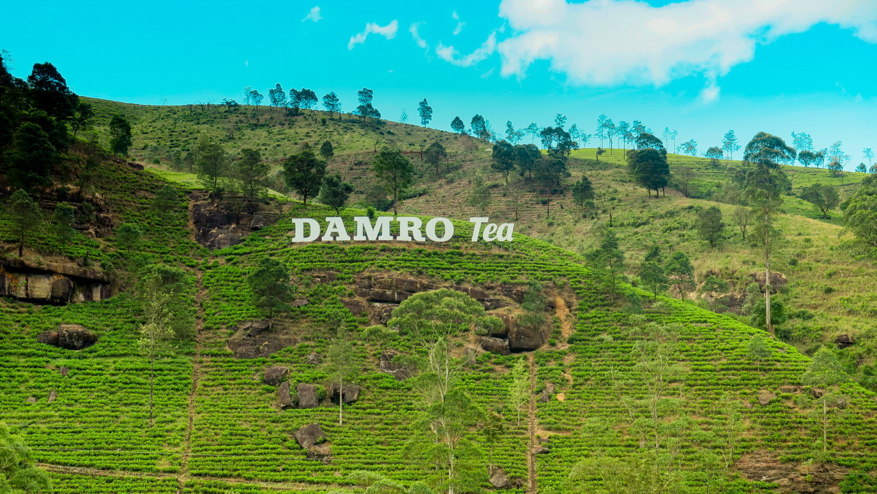 Damro Tea