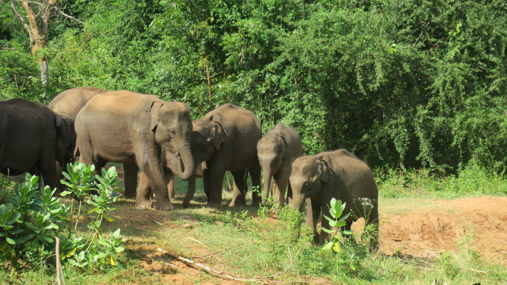 Udawalawe